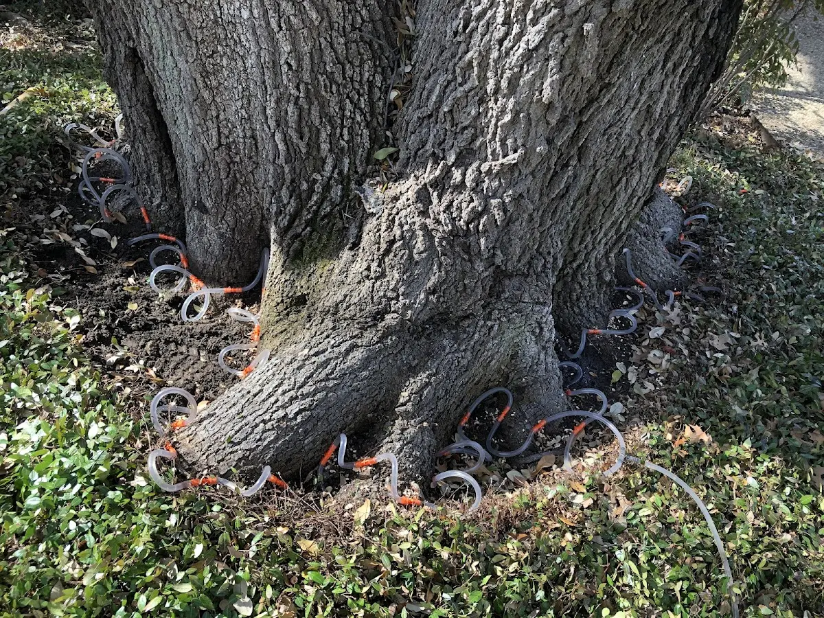 Detailed Tree Cabling and Bracing job site in Camp Lejeune