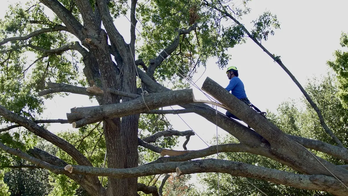 Professional Hazardous Tree Removal performed by certified arborists in Camp Lejeune