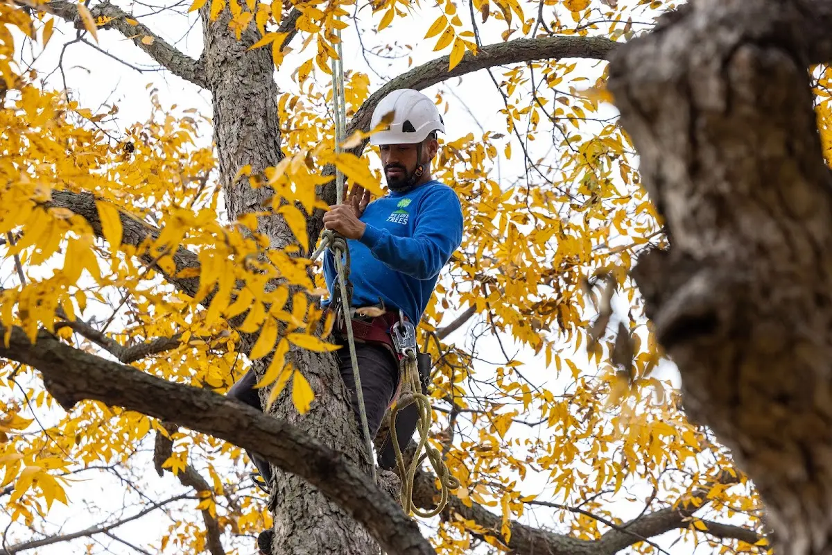 Skilled Tree Pruning crew working in Camp Lejeune